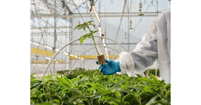  Curaleaf International Expands Medical Cannabis Education Platform for Healthcare Professionals in Poland