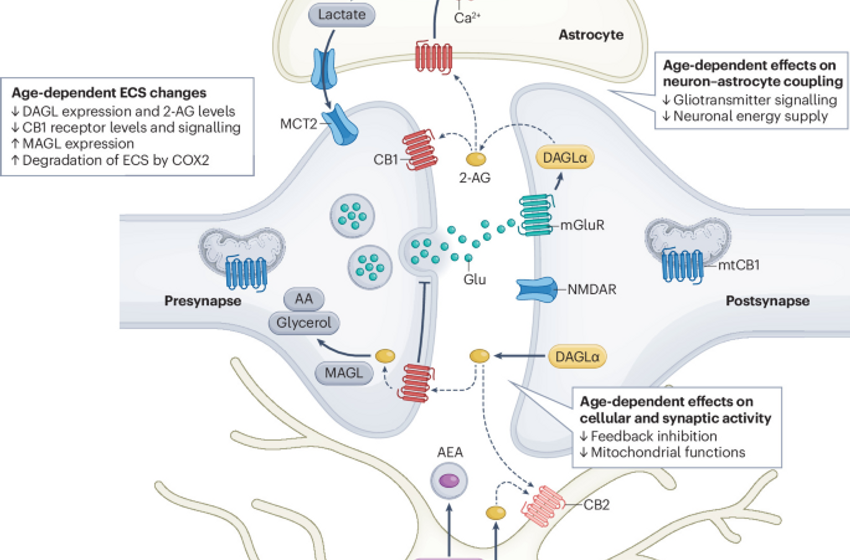  The endocannabinoid system and the ageing brain