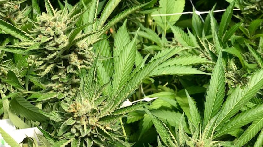  Curaleaf sweetens takeover offer for Edmonton’s Aurora Cannabis