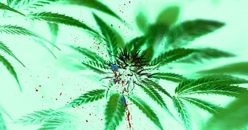  Marijuana Linked to Rampant Violence