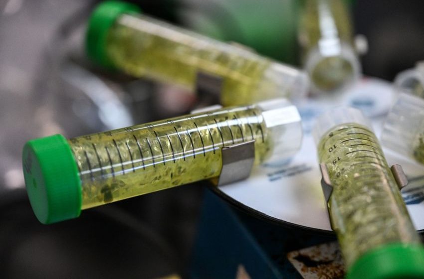 Colorado Marijuana Regulators Failed to Protect Consumers From Potential Contamination, Audit Finds