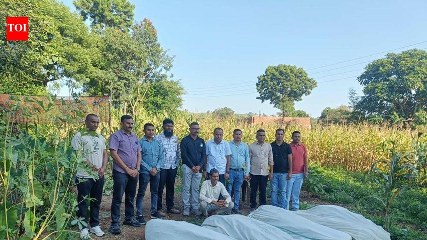  Cannabis cultivation racket busted in Aravali, 36-year-old held