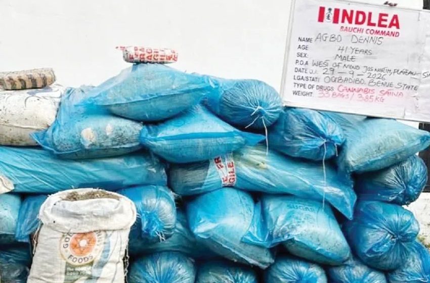  NDLEA seizes N5bn cannabis, codeine at Lagos, Rivers ports
