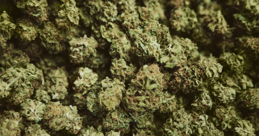  Irish drug dealers use ‘impressionable’ teenagers to receive cannabis by post