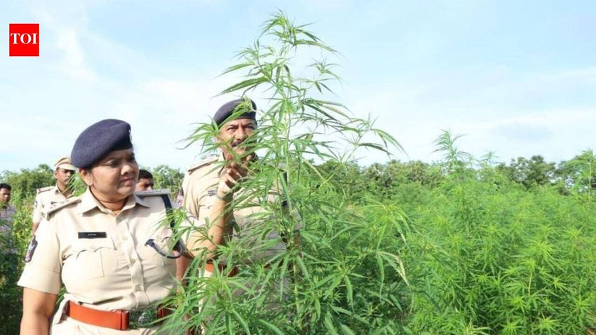  3 major drug busts in Nellore dist in last five days