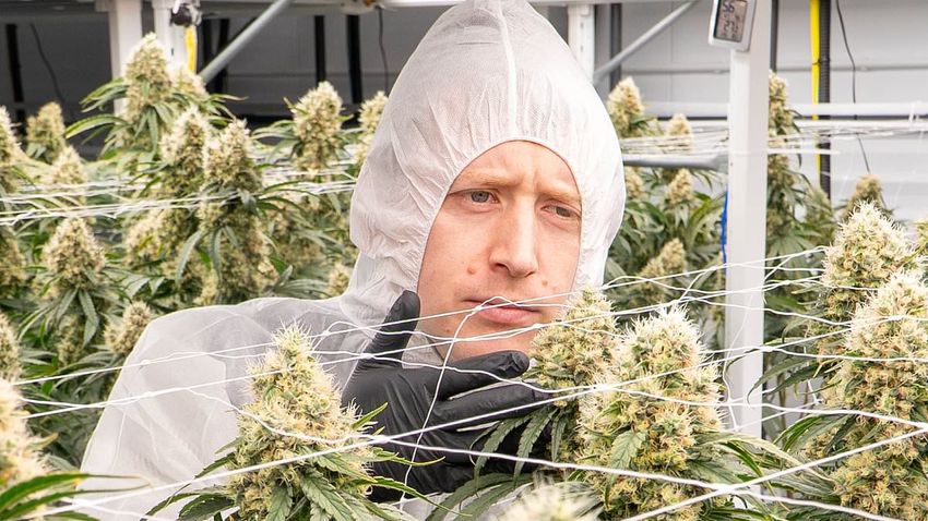  How Jersey became cannabis island: One in 25 Islanders are using the drug after law change allowing its prescription for medical reasons. Now, FRED KELLY explores resulting mental health crisis that’s already claimed life of one man