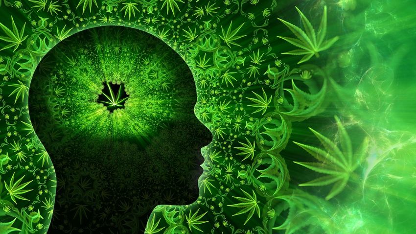  Why does weed cause anxiety? A new brain study investigates cannabis paranoia