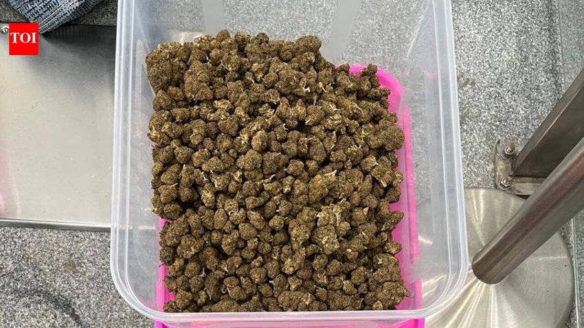 Marijuana worth Rs 3cr seized from Bhubaneswar airport