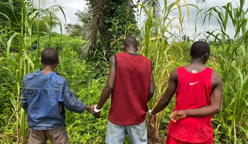  Police arrest three over suspected marijuana cultivation in Nasarawa