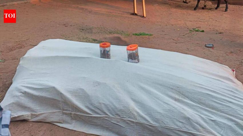  Cannabis plants worth ₹25.26L seized in Aravali