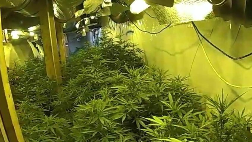  Two Albanians jailed after £500,000 cannabis farm hidden in underground bunkers straight out of Guy Ritchie’s The Gentlemen are unearthed